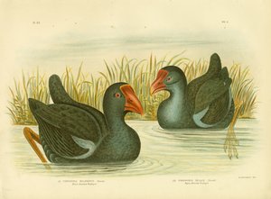 黒背景のポルフィリオ、1891年 作： Gracius Broinowski